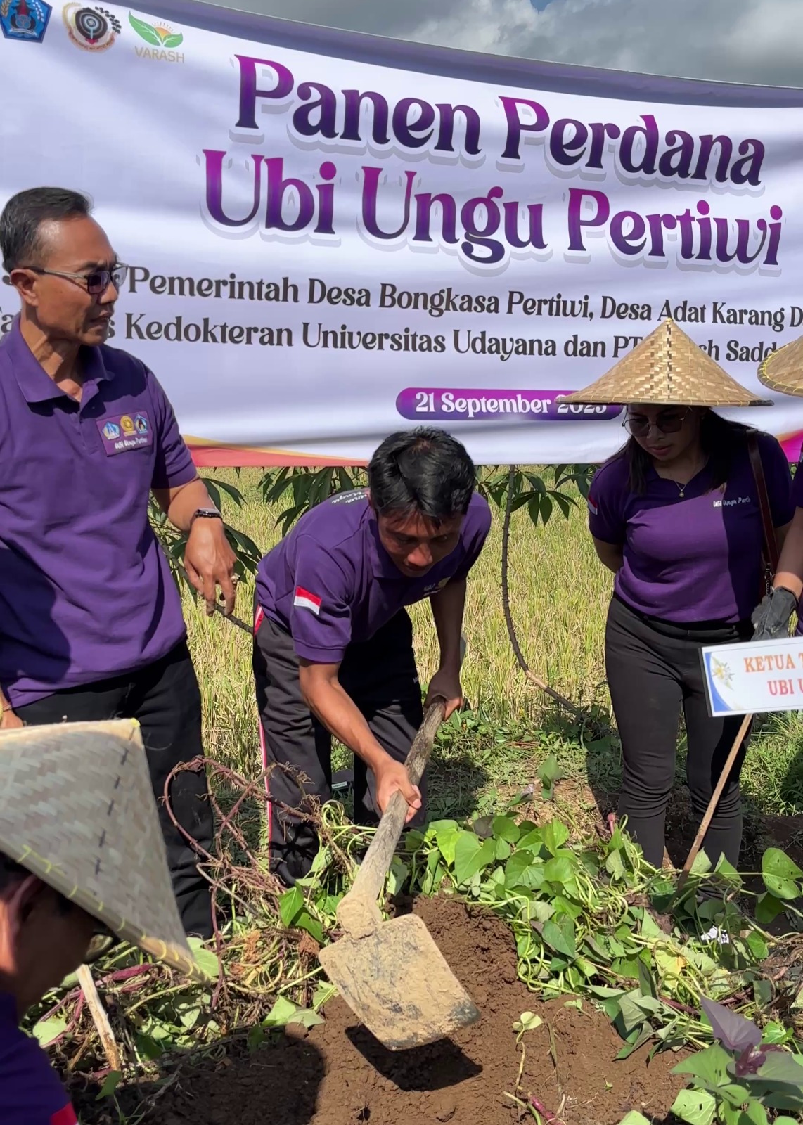 Panen Ubi Ungu Pertiwi: Dari Alam untuk Keseimbangan Hidup